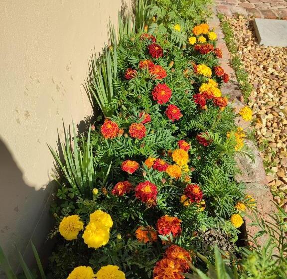 Пансион Marigold