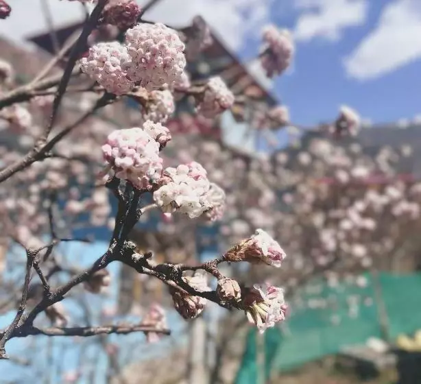 تختخواب و صبحانه Eva Orchard
