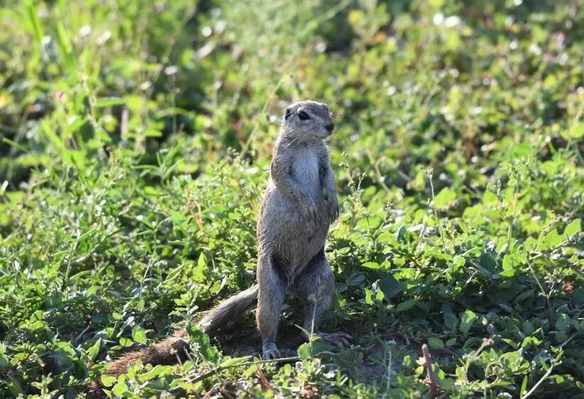 هتل Ngangane Lodge & Reserve