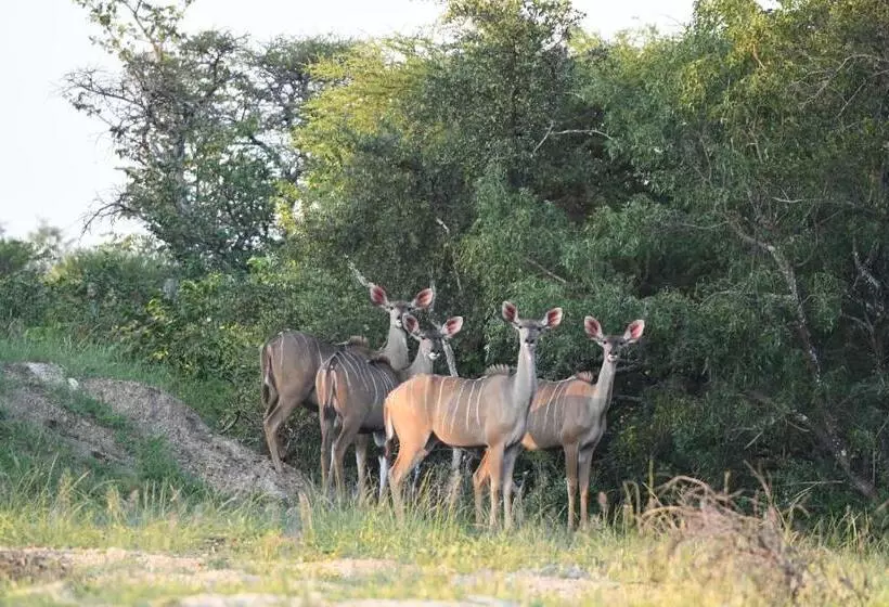 هتل Ngangane Lodge & Reserve