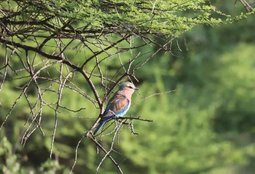 هتل Ngangane Lodge & Reserve