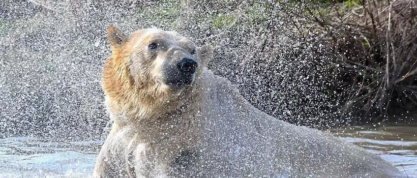 Hex Wildlife Hotel At Yorkshire Wildlife Park