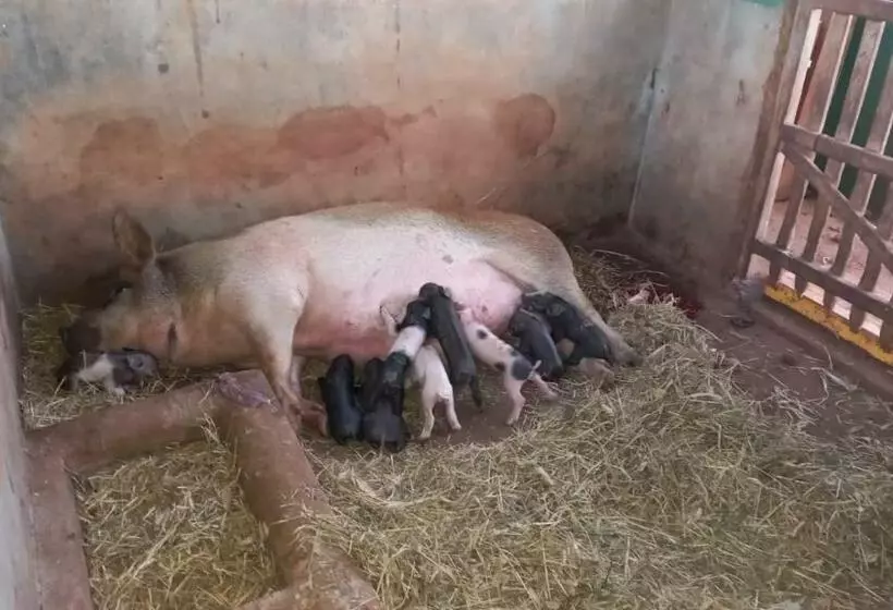 ホテル Fazenda Vale Das Grutas