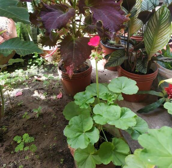 مبيت وإفطار Alojamiento Familiar Orquide@s