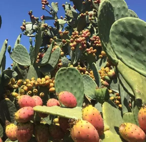 Majatalo Masseria Vico