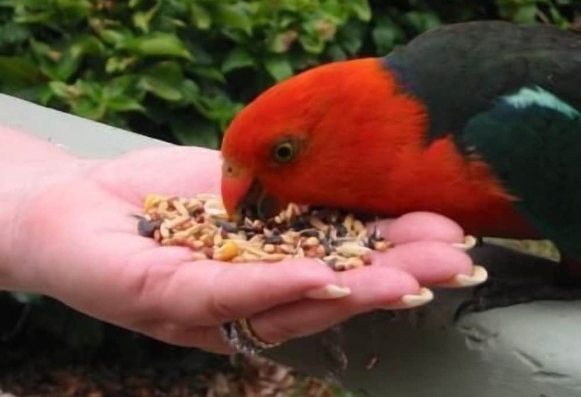 בית מלון כפרי Bonnie Doon Caravan Park