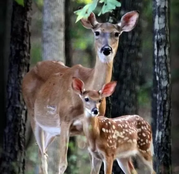 Lake Forest Luxury Log Cabins
