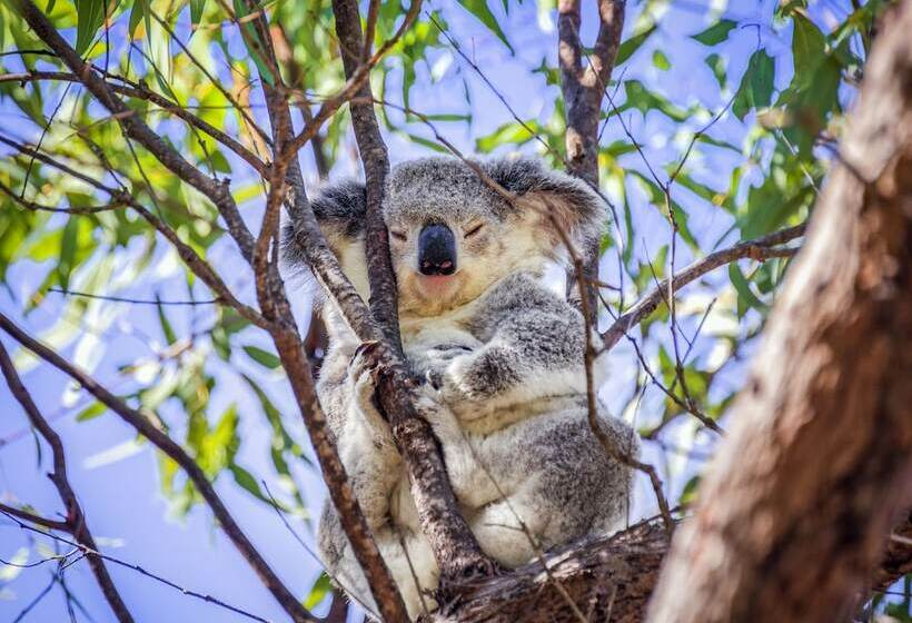 旅馆 Bungalow Bay Koala Village