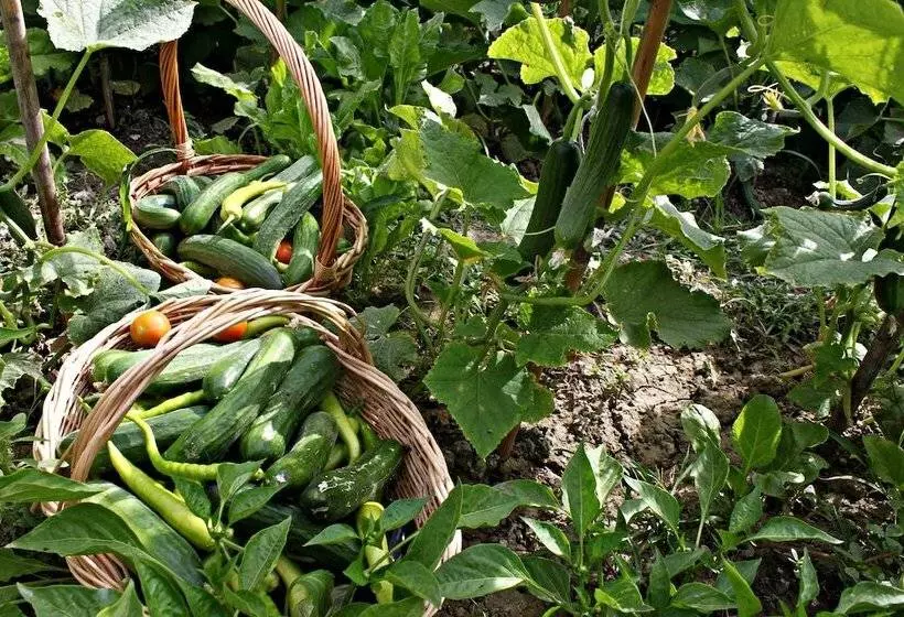 فندق Gocek Arion