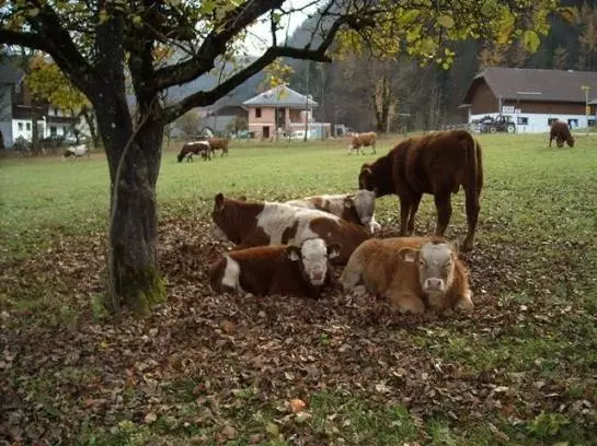 Bauernhof Hintererhof