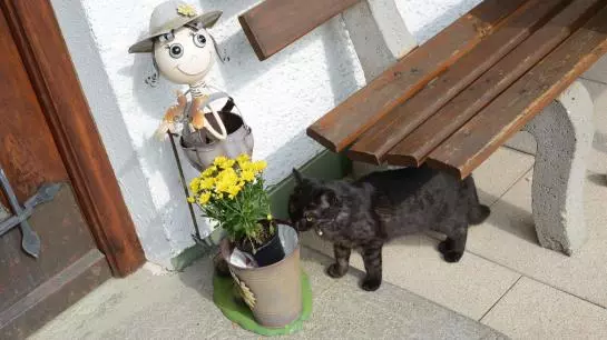 هتل Ferienhaus Hatt