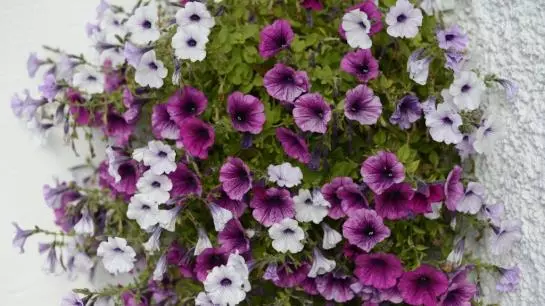 هتل Ferienhaus Hatt