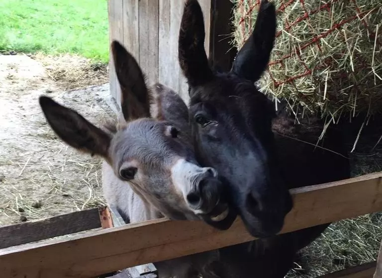 فندق Nussbaumer Am Irrsee
