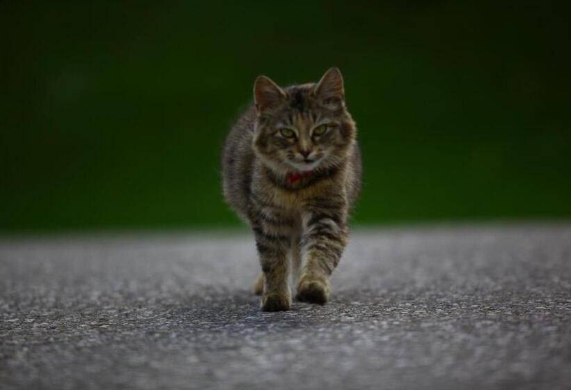 فندق Nussbaumer Am Irrsee