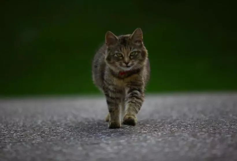 فندق Nussbaumer Am Irrsee