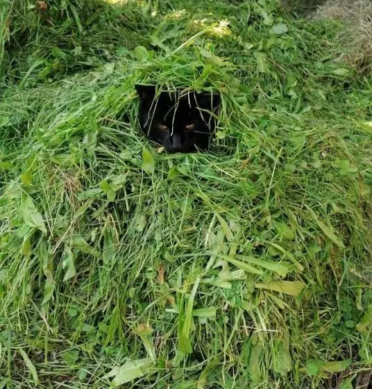 فندق Nussbaumer Am Irrsee