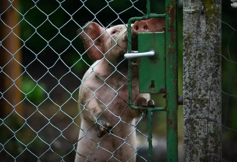 فندق Nussbaumer Am Irrsee