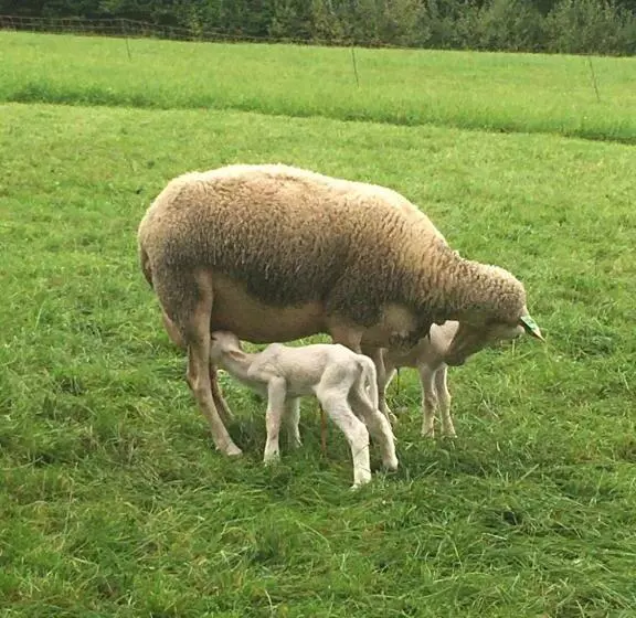 فندق Nussbaumer Am Irrsee