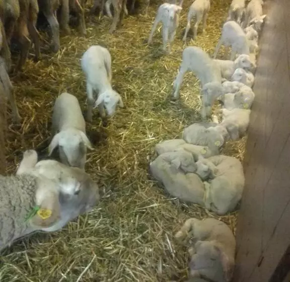 فندق Nussbaumer Am Irrsee