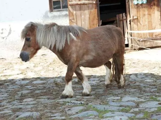 ホテル Scharrerhof