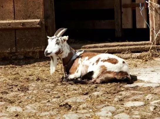 ホテル Scharrerhof