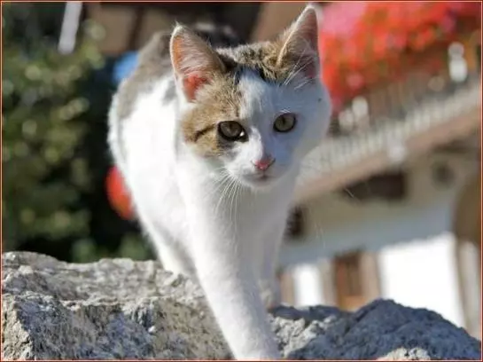 ホテル Scharrerhof