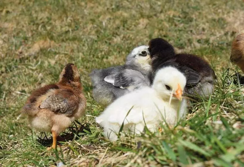 ペンション Gasthof Stuibenfall