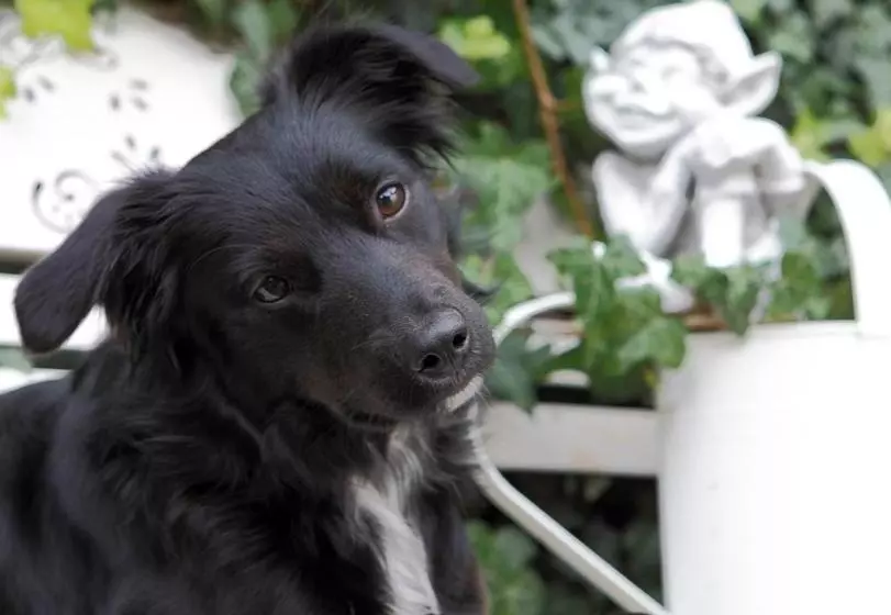 Hotel Bärnsteinhof   Gasthof Mit Herz