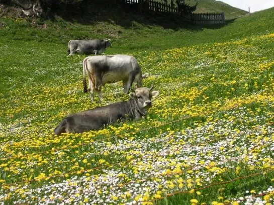 ホテル Fergl's Hof