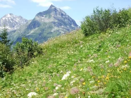 Отель Ferienhaus Salcher