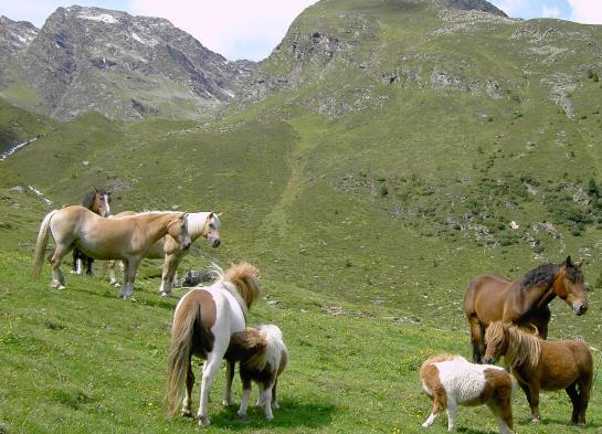 Отель Ferienwohnungen Schöpf