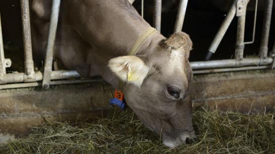 مبيت وإفطار Pension Gula