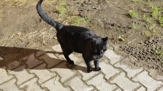 مبيت وإفطار Pension Gula