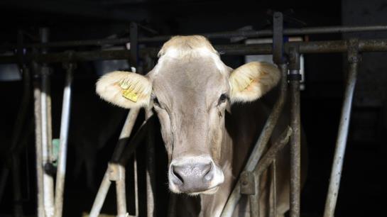 مبيت وإفطار Pension Gula