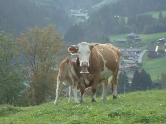 ペンション Alpengasthof Rossmoos