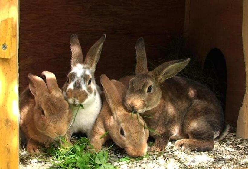 ホテル Thomanhof Chalet Appartement