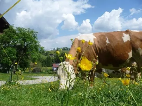 Bauernhof Familienparadies Ederbauer