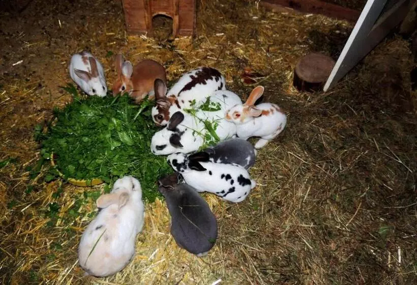 ホテル Pension Forsthof