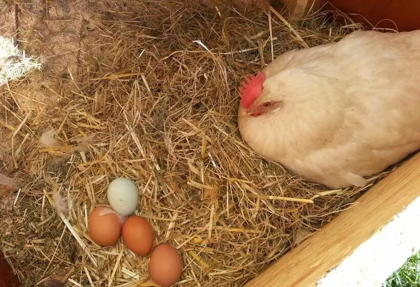 ホテル Pension Forsthof