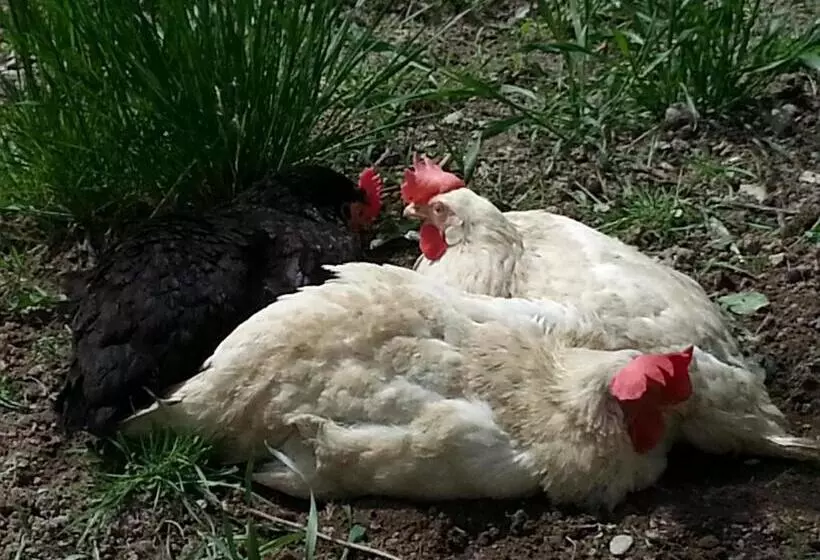 ホテル Pension Forsthof