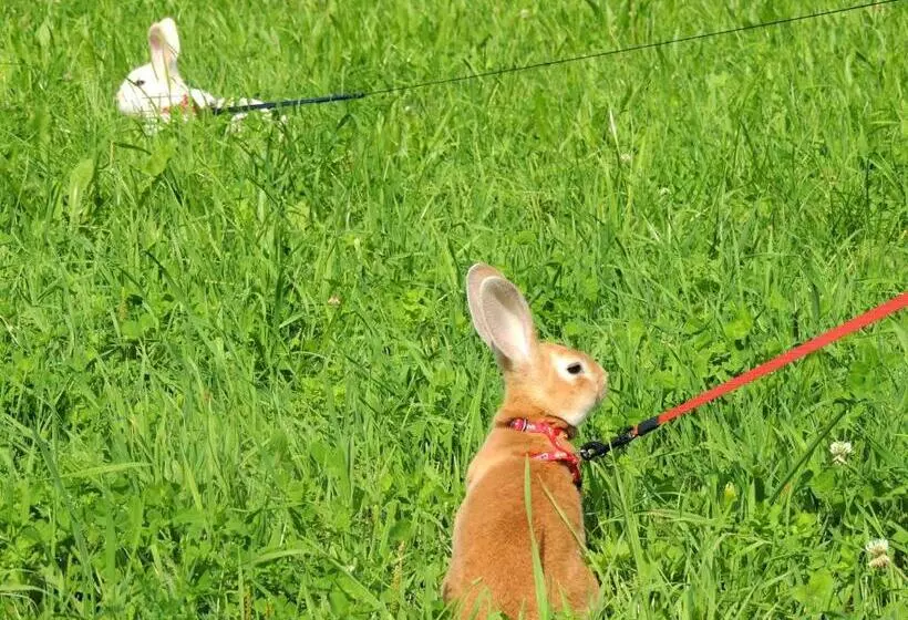 ホテル Pension Forsthof