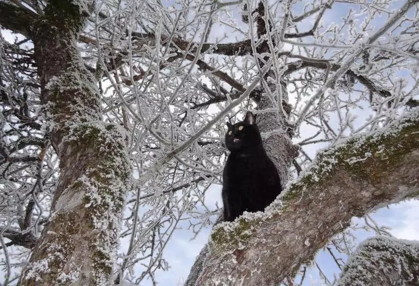 ホテル Pension Forsthof