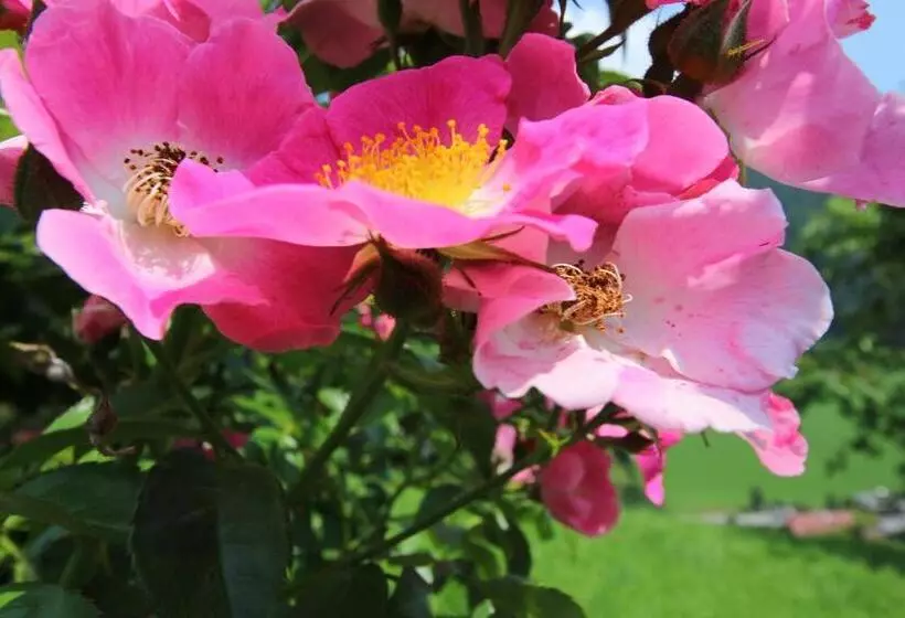 Pension & Appartements Ronacherhof