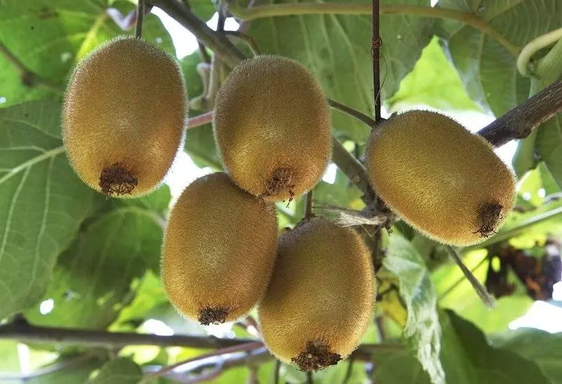 Azienda Agricola Le Tore Srl