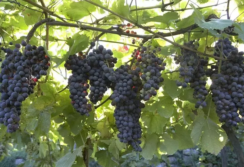 Azienda Agricola Le Tore Srl