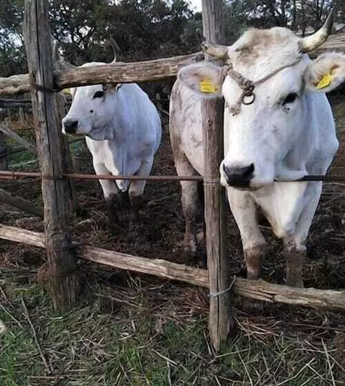 Azienda Agricola Le Tore Srl