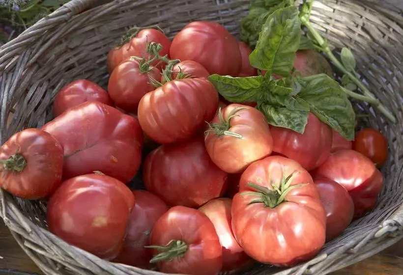 Azienda Agricola Le Tore Srl