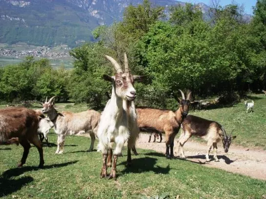 Отель Goldenhof