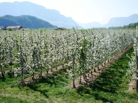 Отель Goldenhof