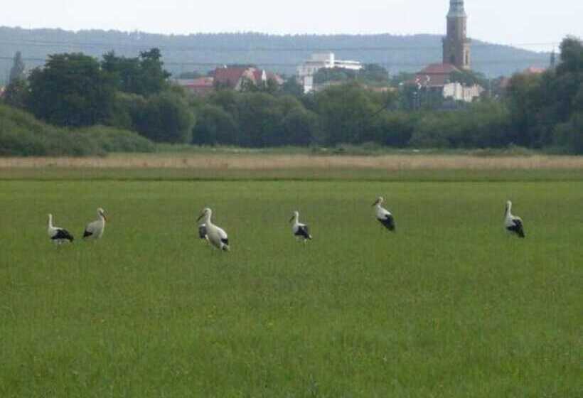 酒店 Gäste  Und Boardinghaus Klara Birnbaum